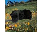 Slater