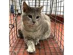 Charlemange Domestic Shorthair Young Female