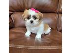 Shih Tzu Puppy for sale in Cumming, GA, USA