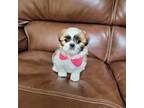 Shih Tzu Puppy for sale in Cumming, GA, USA