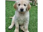 Golden Retriever Puppy for sale in Fort Lauderdale, FL, USA