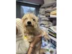 Adopt Polo a Yorkshire Terrier, Mixed Breed