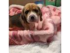 Beagle Puppy for sale in Vallejo, CA, USA