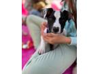 Adopt Patches a Cattle Dog, Pit Bull Terrier
