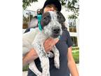 Adopt Domino a Cattle Dog, Pit Bull Terrier
