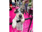 Adopt Freckles a Cattle Dog, Pit Bull Terrier