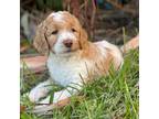 Labradoodle Puppy for sale in Hialeah, FL, USA