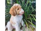 Labradoodle Puppy for sale in Hialeah, FL, USA