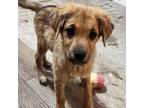 Adopt Shawnee a Labrador Retriever, Great Pyrenees