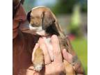 Italian Greyhound Puppy for sale in Levittown, PA, USA