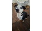 Adopt Romeo a Pit Bull Terrier, Shepherd