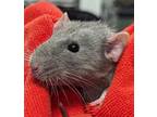 Adopt Oliver a Rat