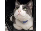 Adopt Buzz a Domestic Short Hair