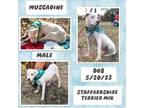 Adopt Muscadine a American Staffordshire Terrier