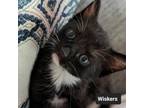 Adopt Wiskers a Domestic Short Hair