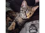 Adopt Toki a Domestic Short Hair