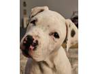 Adopt CLARK a Pit Bull Terrier