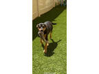 Adopt BUTTERBEER a Black and Tan Coonhound, German Pinscher