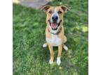 Adopt Gallop a German Shepherd Dog