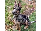 Adopt Blaze a Australian Cattle Dog / Blue Heeler, Catahoula Leopard Dog