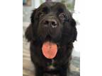 Adopt Biscuit a Newfoundland Dog, Saint Bernard
