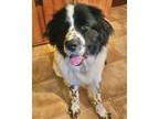 Adopt Eclipse a Newfoundland Dog, Great Pyrenees