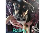 Adopt Bailey a Husky, German Shepherd Dog