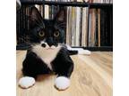 Adopt Haruki a Domestic Short Hair