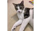 Adopt Tesla a Domestic Short Hair, Tabby