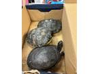 Adopt Turtle 3 - ADOPTED a Turtle