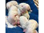 Bichon Frise Puppy for sale in Vancouver, WA, USA