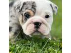 Bulldog Puppy for sale in Ipswich, MA, USA