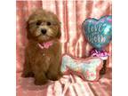 Poodle (Toy) Puppy for sale in Belleview, FL, USA