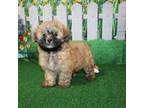 Zuchon Puppy for sale in Norwood, MO, USA