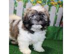Zuchon Puppy for sale in Norwood, MO, USA