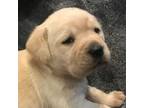 Labrador Retriever Puppy for sale in Madison, WI, USA