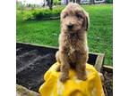 Goldendoodle Puppy for sale in Cambridge, MN, USA