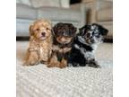 Aussiedoodle Puppy for sale in Post Falls, ID, USA