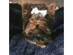 Yorkshire Terrier Puppy for sale in Lakeland, FL, USA
