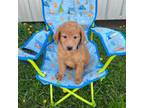 Goldendoodle Puppy for sale in Belding, MI, USA