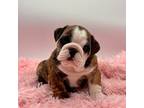 Bulldog Puppy for sale in Fort Collins, CO, USA