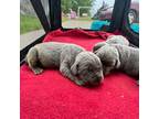 Cane Corso Puppy for sale in Spring Lake, NC, USA