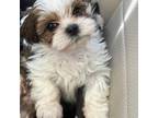 Shih Tzu Puppy for sale in Fort Lauderdale, FL, USA