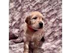 Golden Retriever Puppy for sale in Midlothian, TX, USA