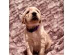 Golden Retriever Puppy for sale in Midlothian, TX, USA