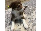 Border Collie Puppy for sale in Sand Springs, OK, USA