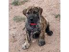 Boerboel Puppy for sale in Florissant, CO, USA