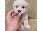 Maltese Puppy for sale in Milpitas, CA, USA