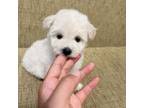 Maltese Puppy for sale in Milpitas, CA, USA