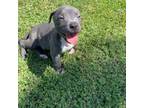 American Pit Bull Terrier Puppy for sale in Phoenix, AZ, USA